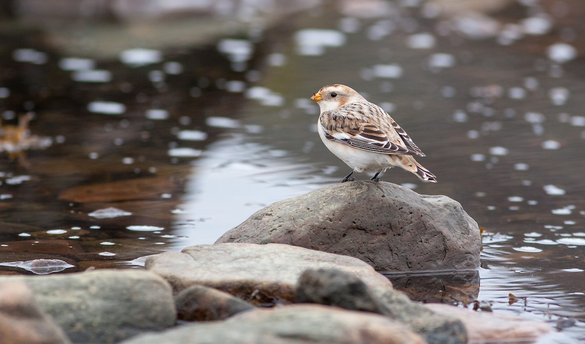 Snow Bunting - ML626796460