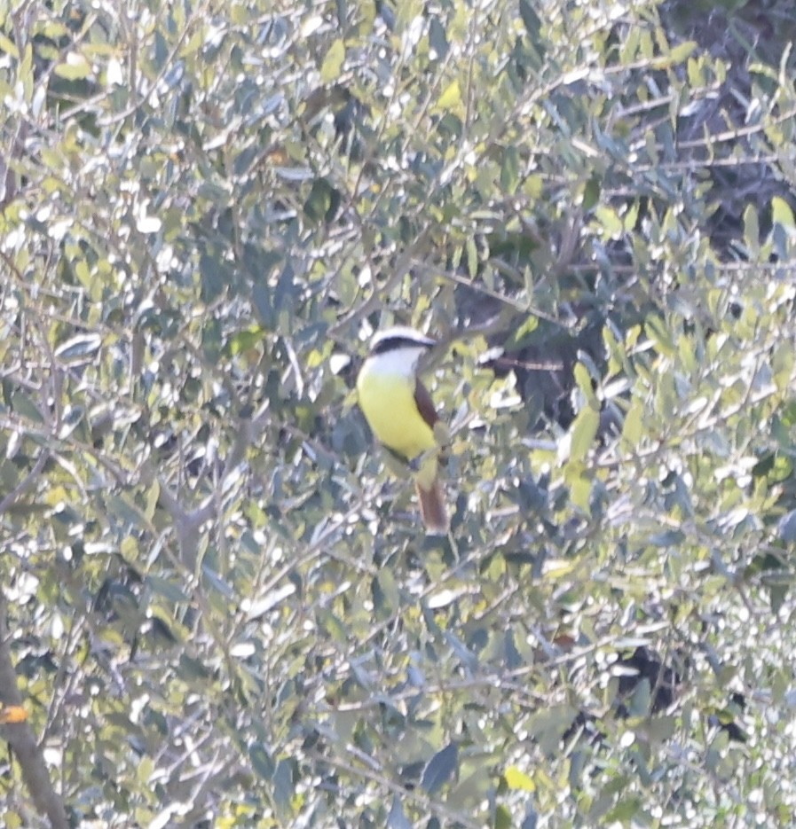Great Kiskadee - ML626796463