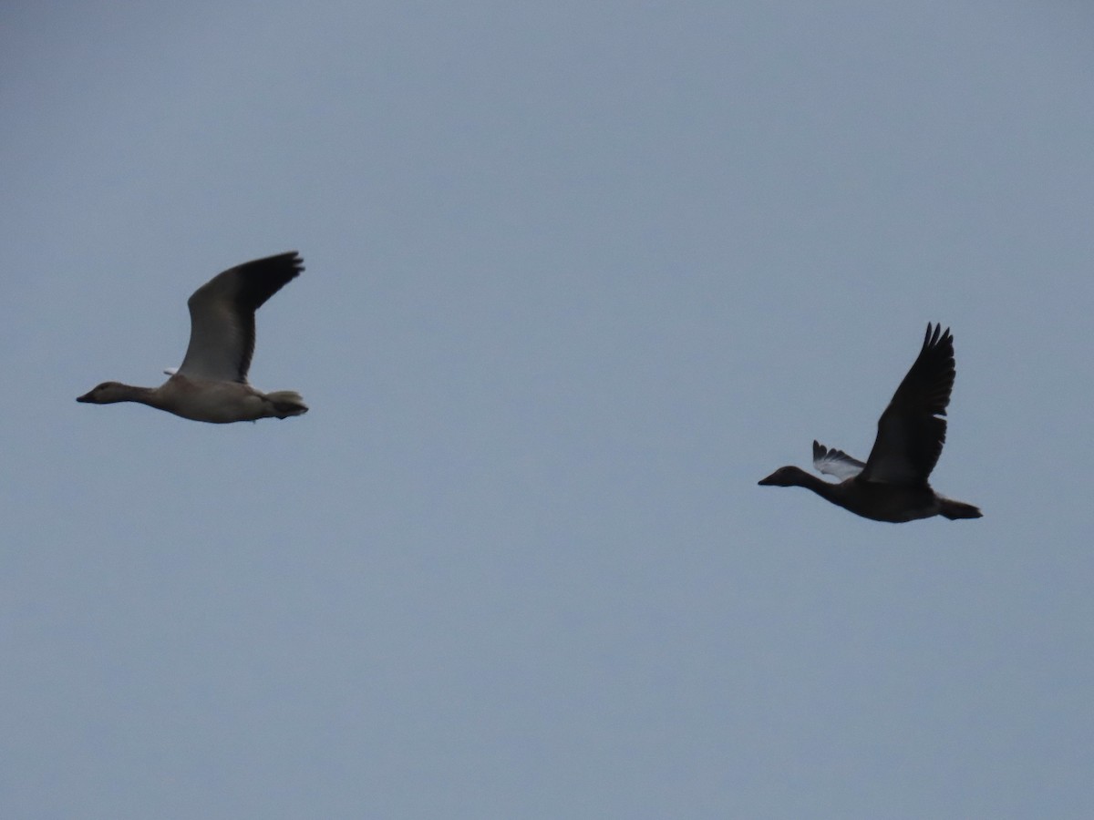 Snow Goose - ML626796481