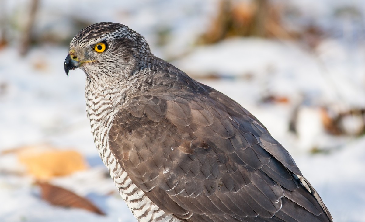 krahujec obecný - ML626796537