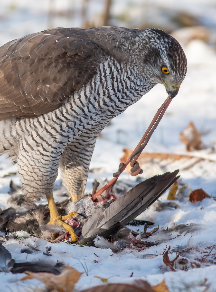 Eurasian Sparrowhawk - ML626796538
