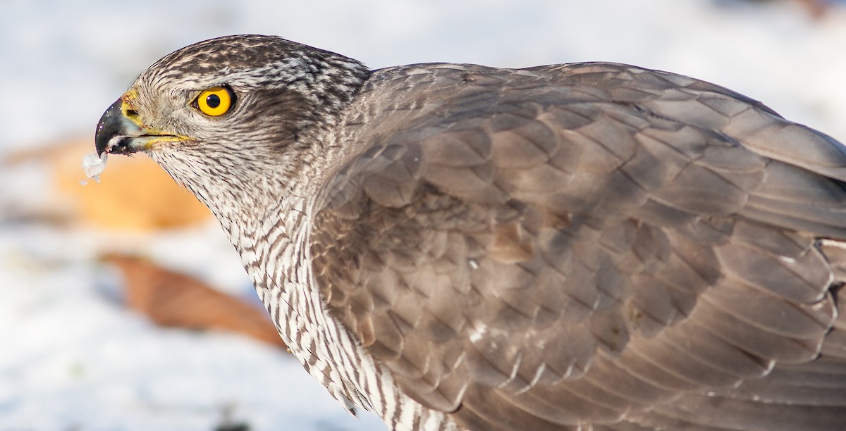 krahujec obecný - ML626796539