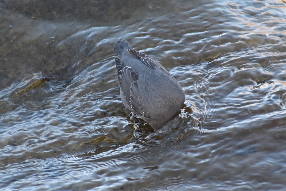 メキシコカワガラス - ML626796540