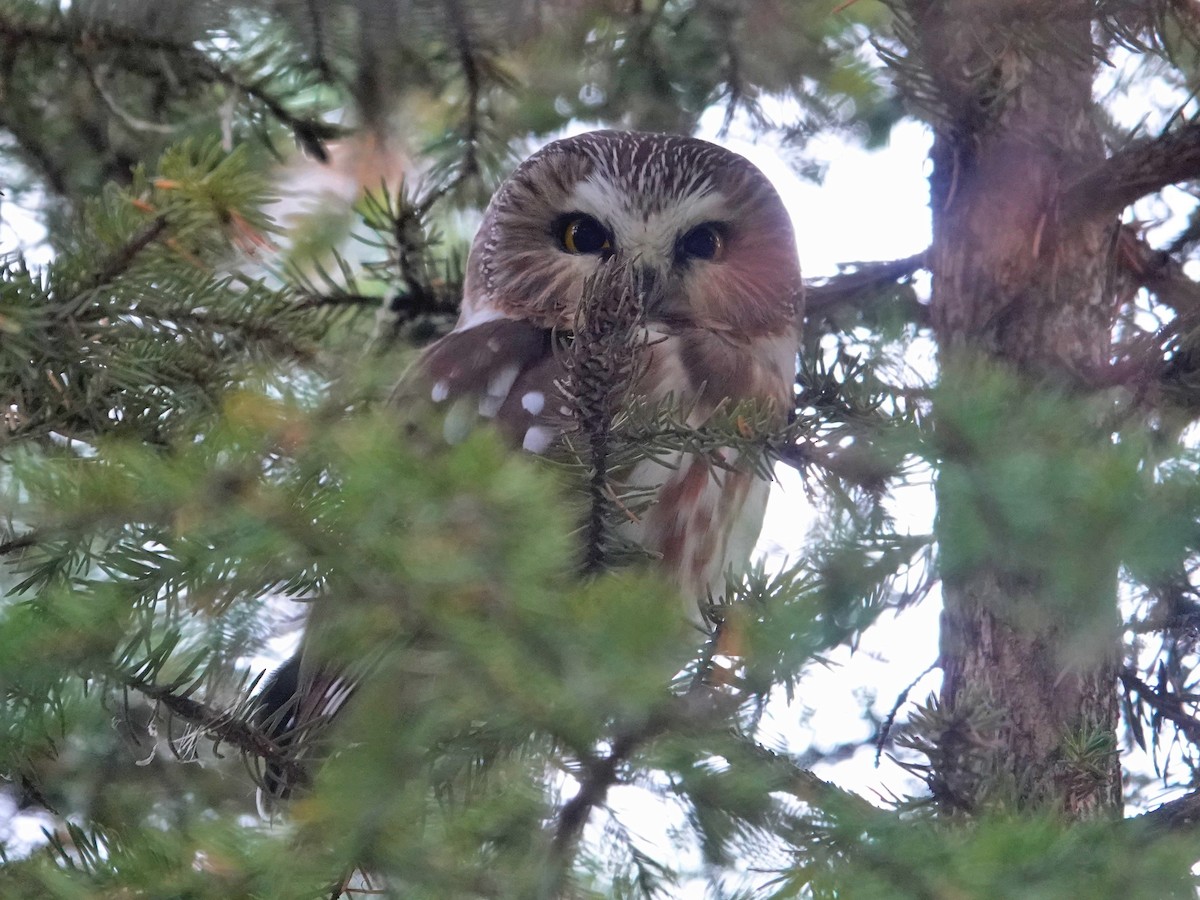 アメリカキンメフクロウ - ML626796546