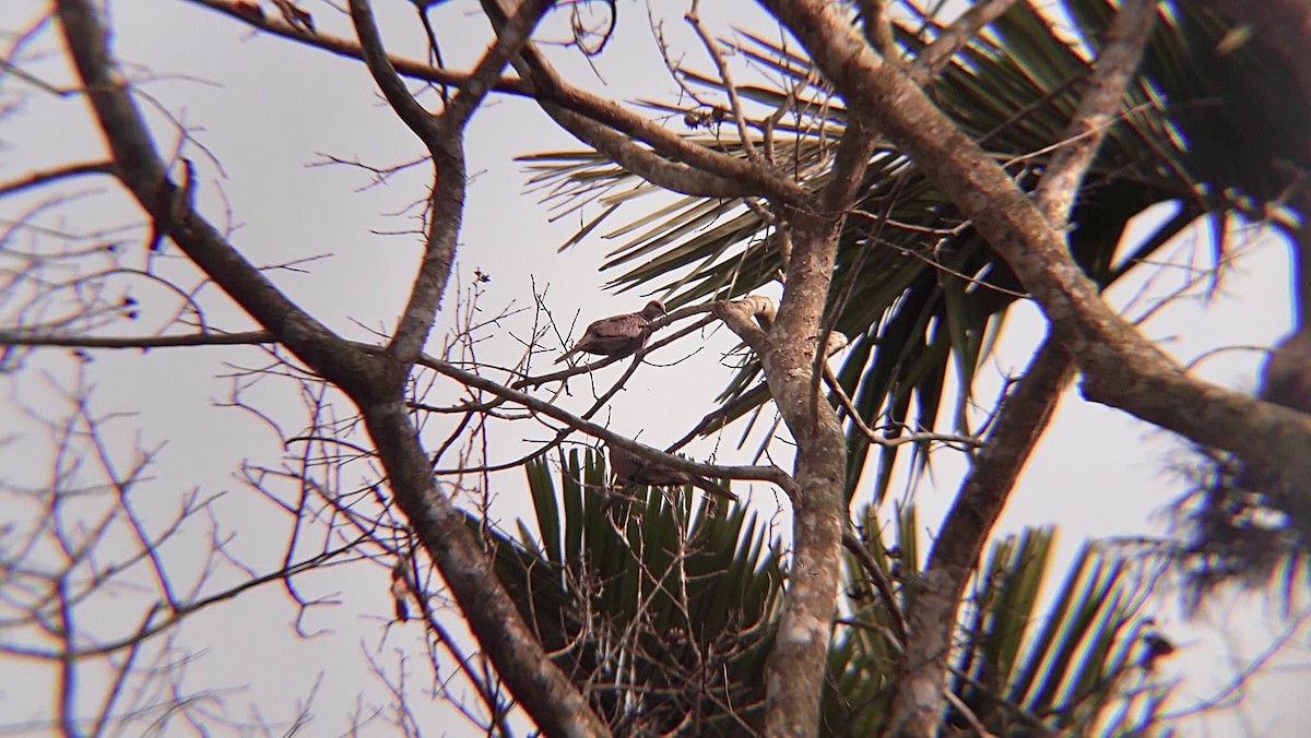 Spotted Dove - ML626796622