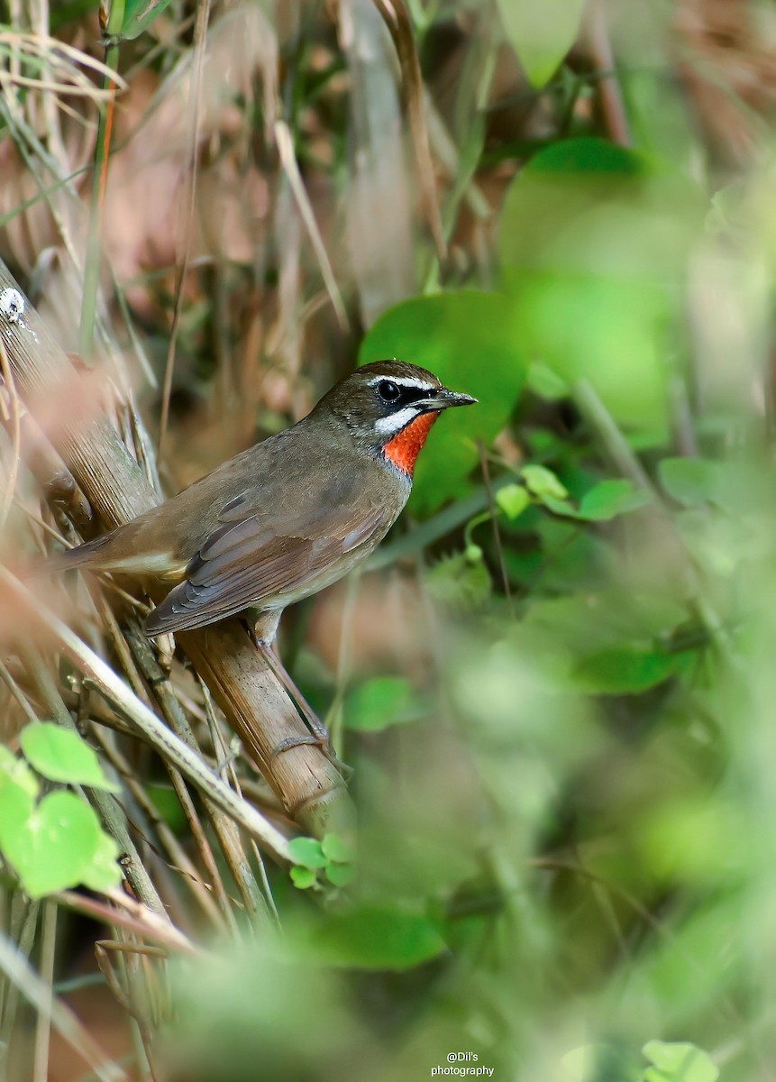 Siberian Rubythroat - ML626796648