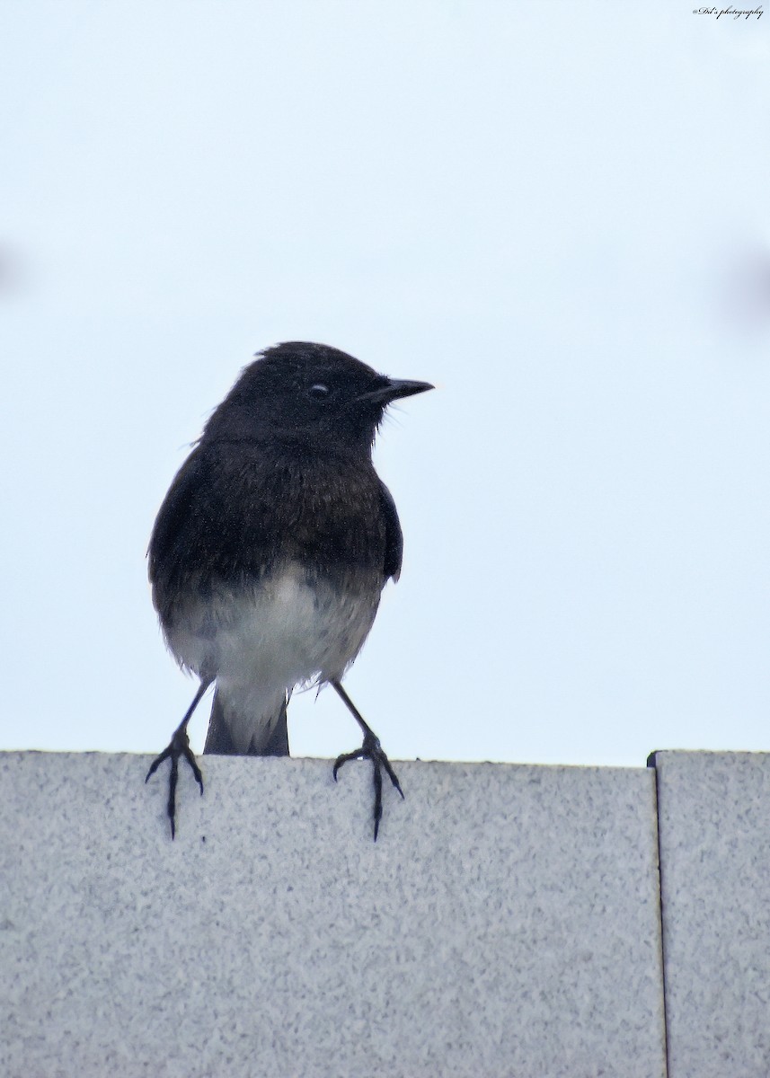 Pied Bushchat - ML626796657