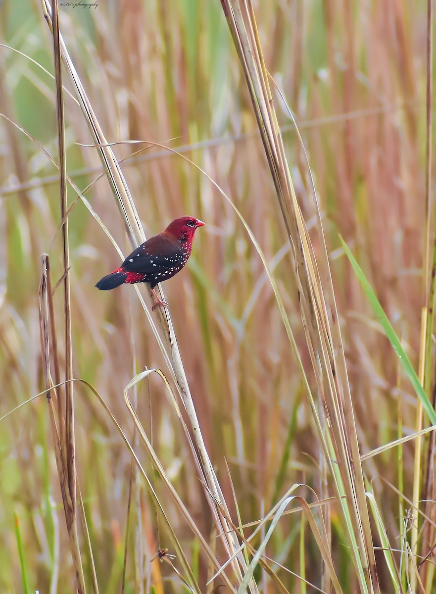 Red Avadavat - ML626796663