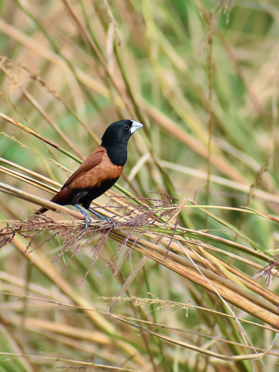 Tricolored x Chestnut Munia (hybrid) - ML626796673