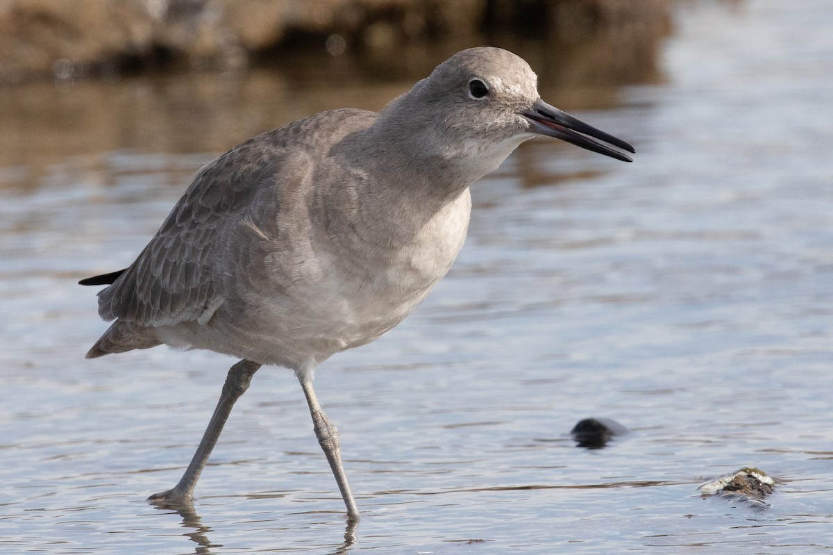 Willet - ML626796702