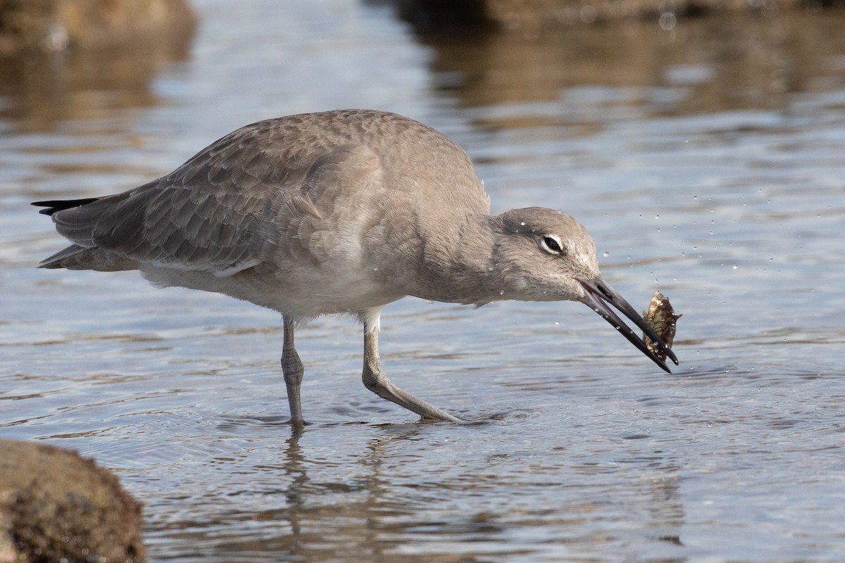 Willet - ML626796703