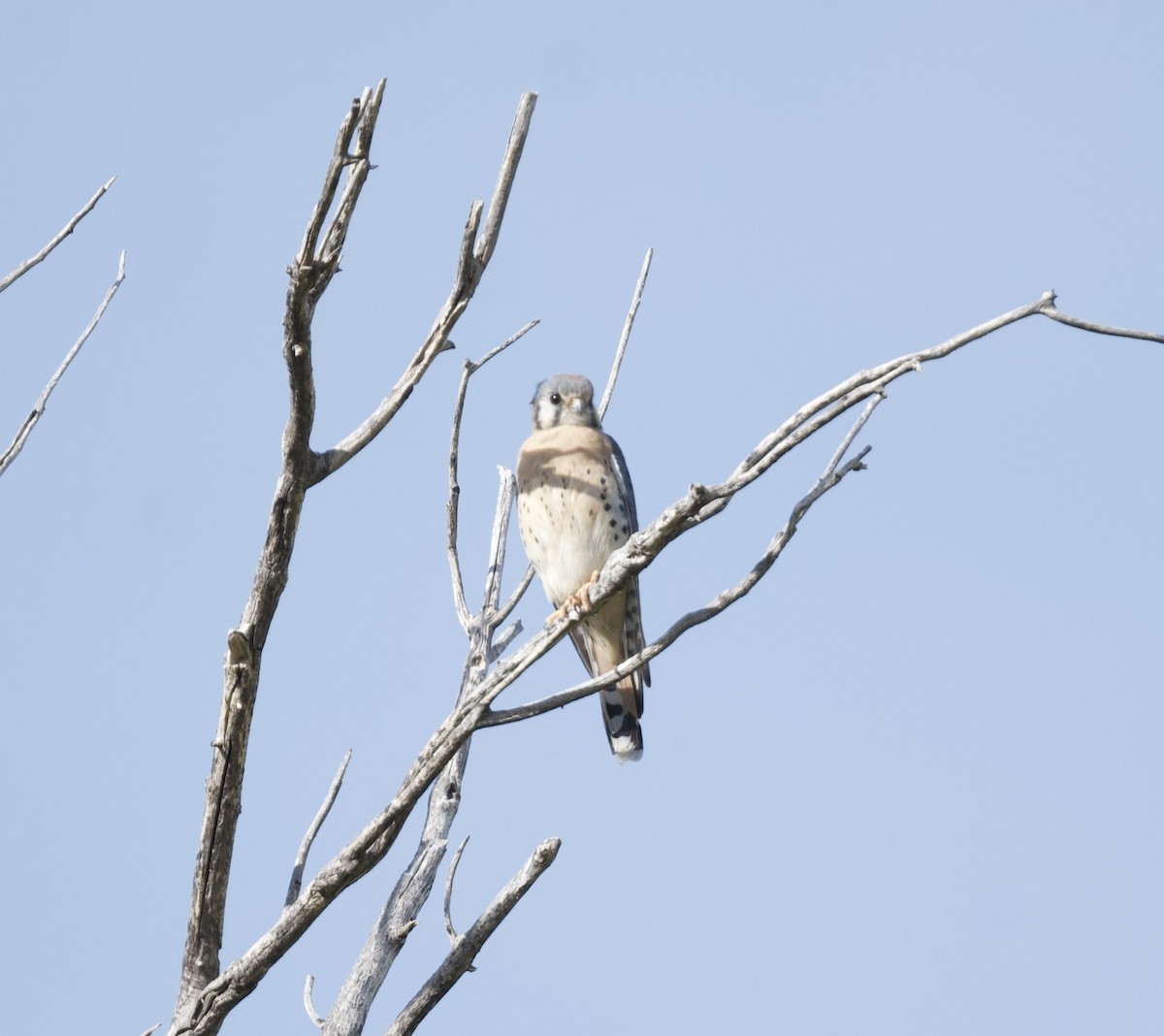American Kestrel - ML626796748