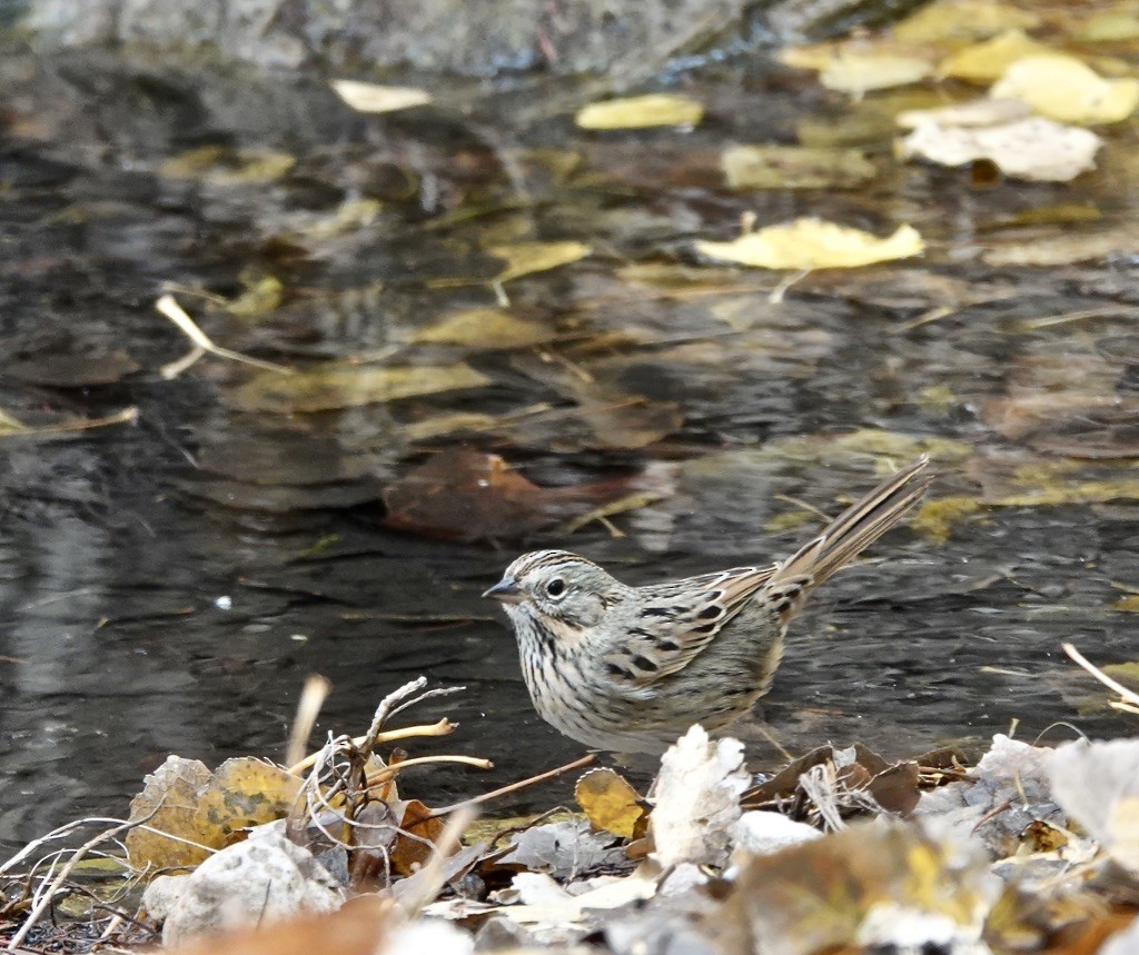 Lincoln's Sparrow - ML626796754