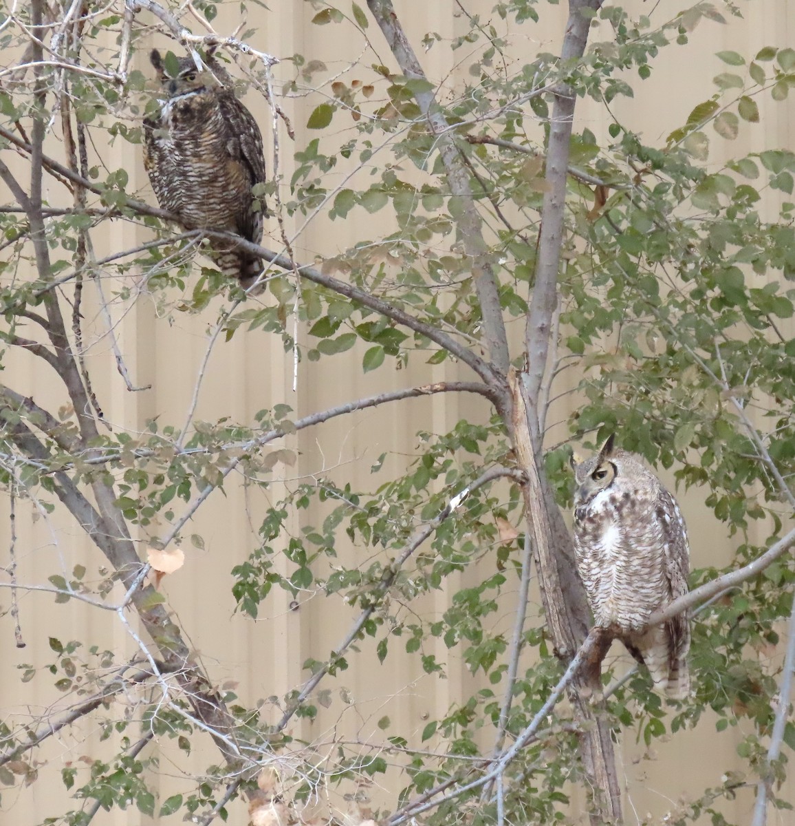 Great Horned Owl - ML626796755