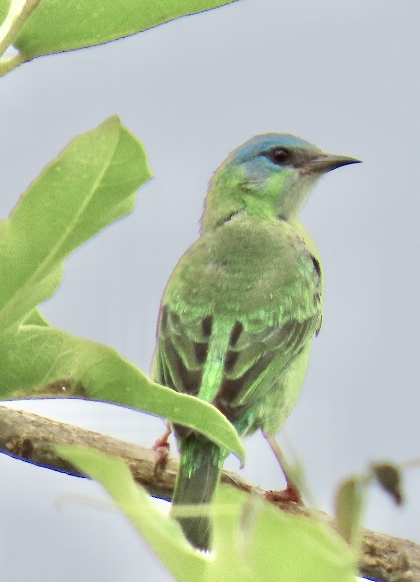 Blue Dacnis - ML626796757