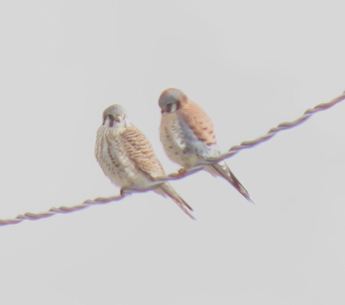 American Kestrel - ML626796758