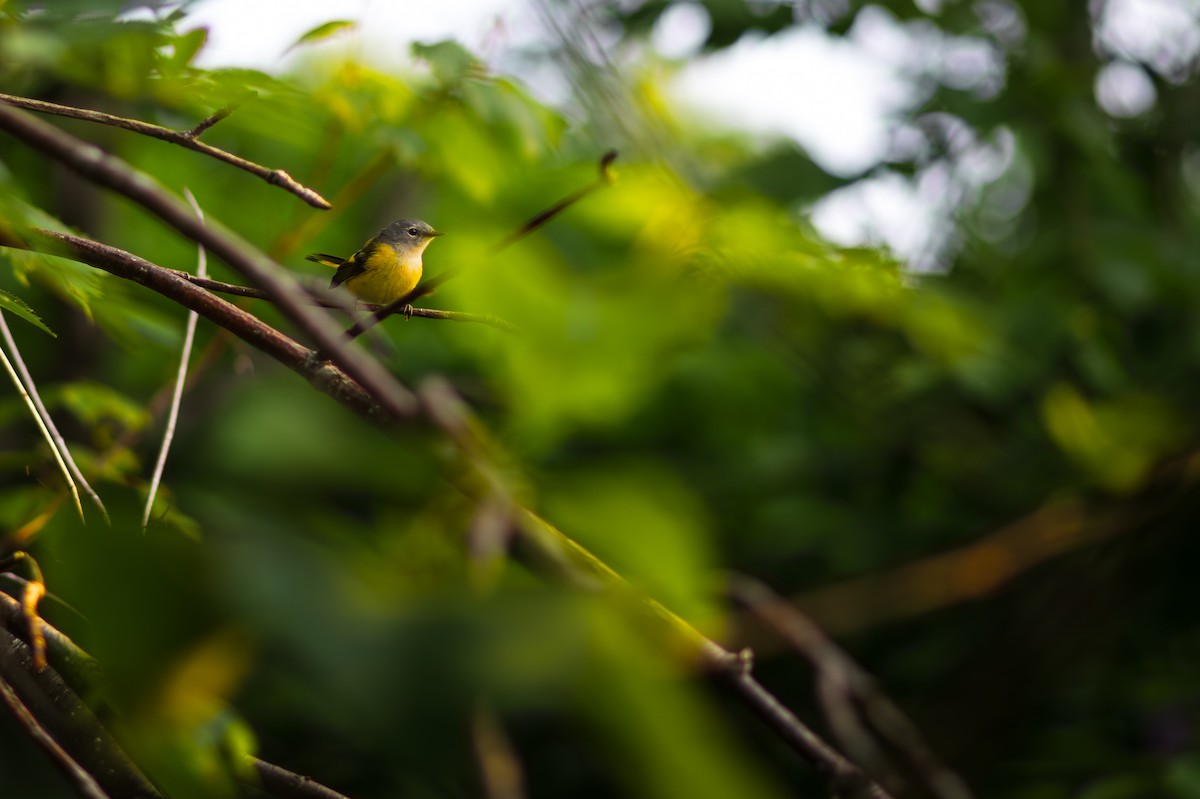 American Redstart - ML626796760