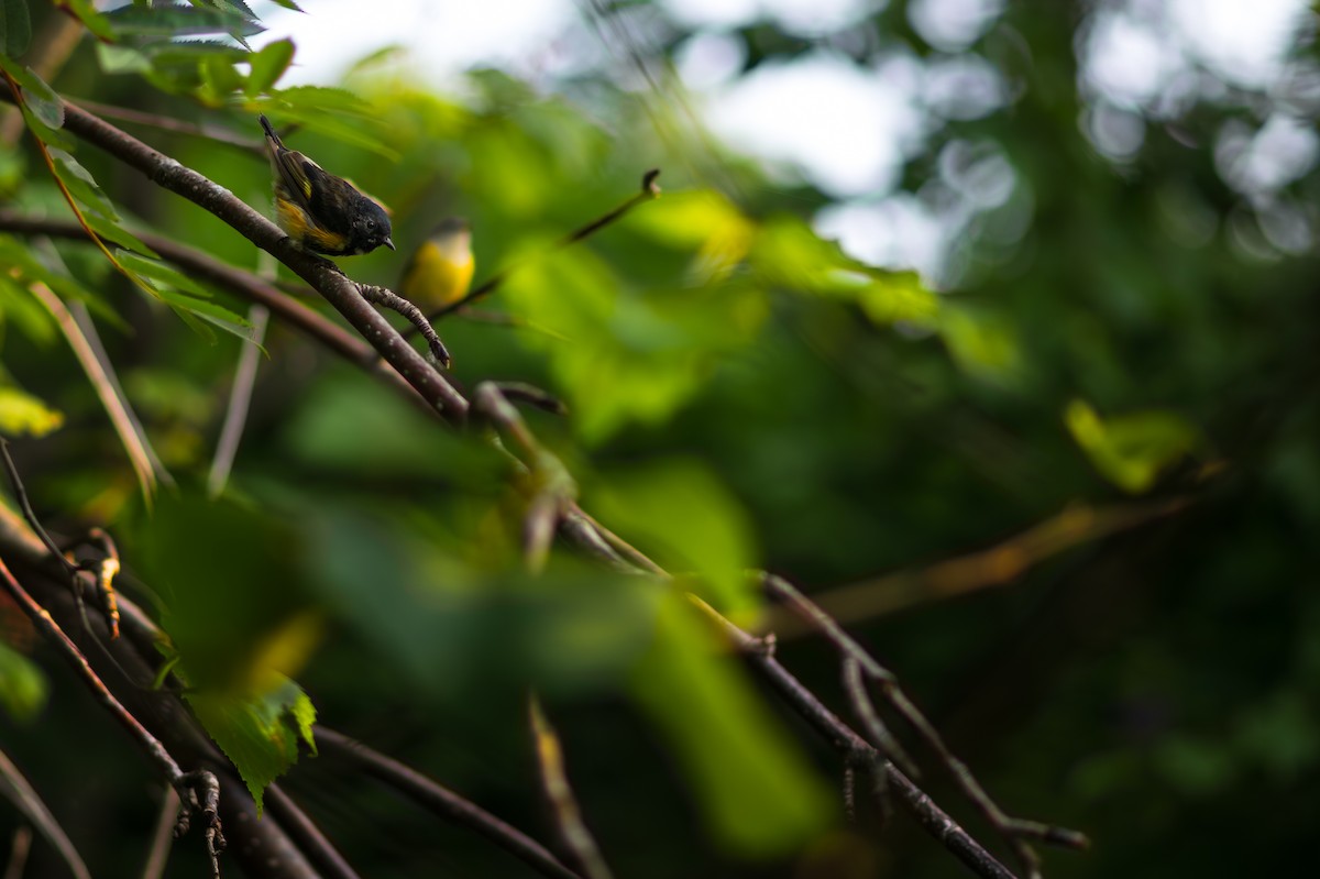 American Redstart - ML626796761