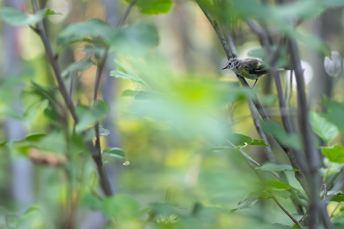 American Redstart - ML626796762