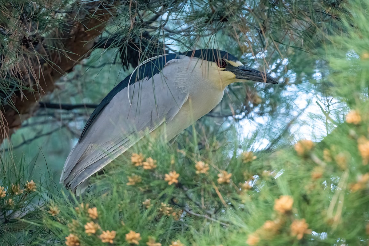 Black-crowned Night Heron - ML626796771