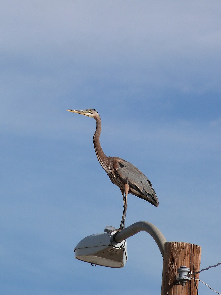 Great Blue Heron - ML626796773