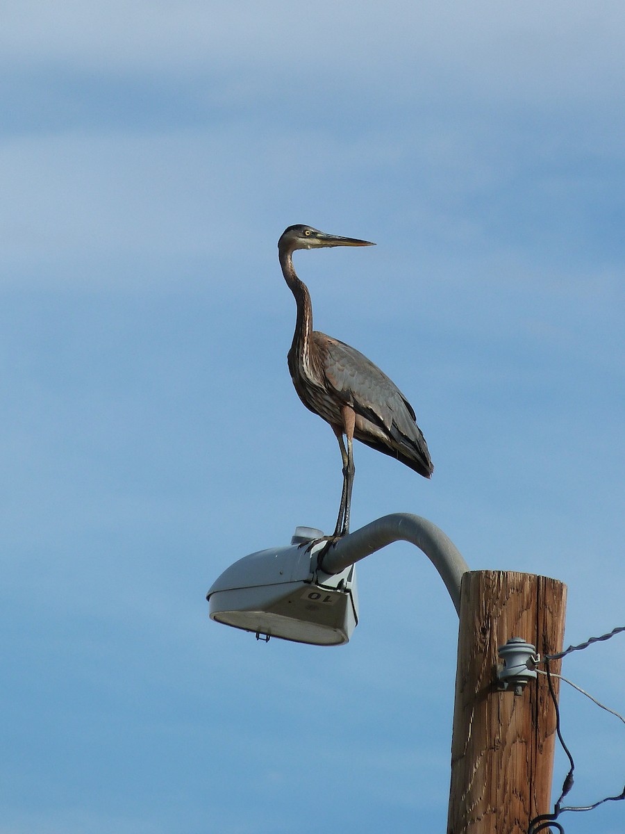 Great Blue Heron - ML626796774