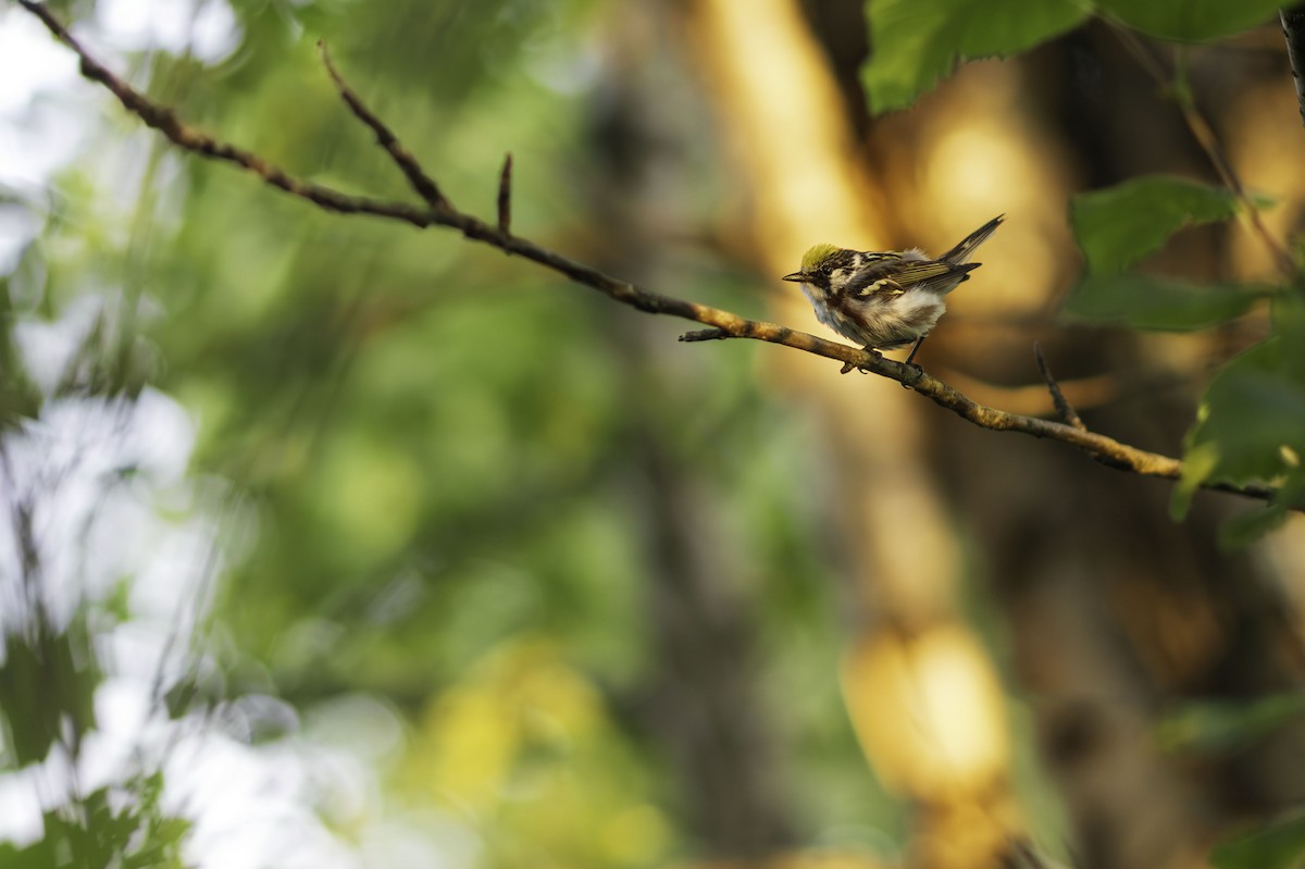 Chestnut-sided Warbler - ML626796775