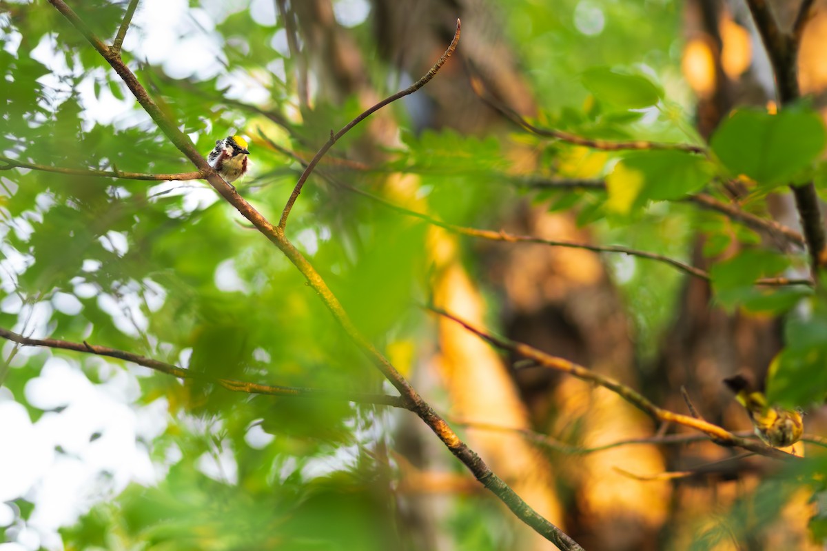 Chestnut-sided Warbler - ML626796776