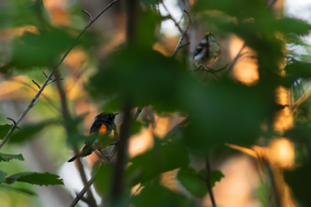 American Redstart - ML626796777