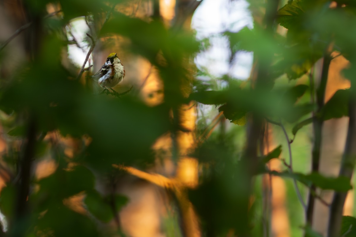 Chestnut-sided Warbler - ML626796778