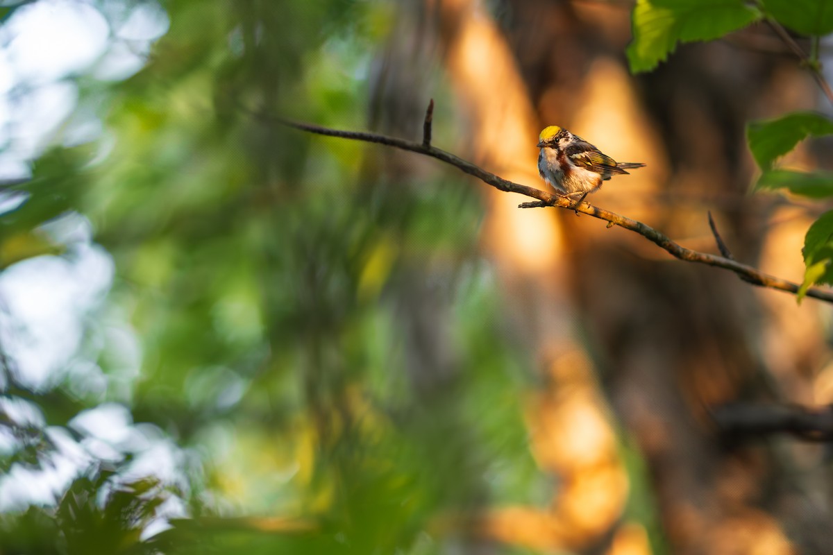 Chestnut-sided Warbler - ML626796779