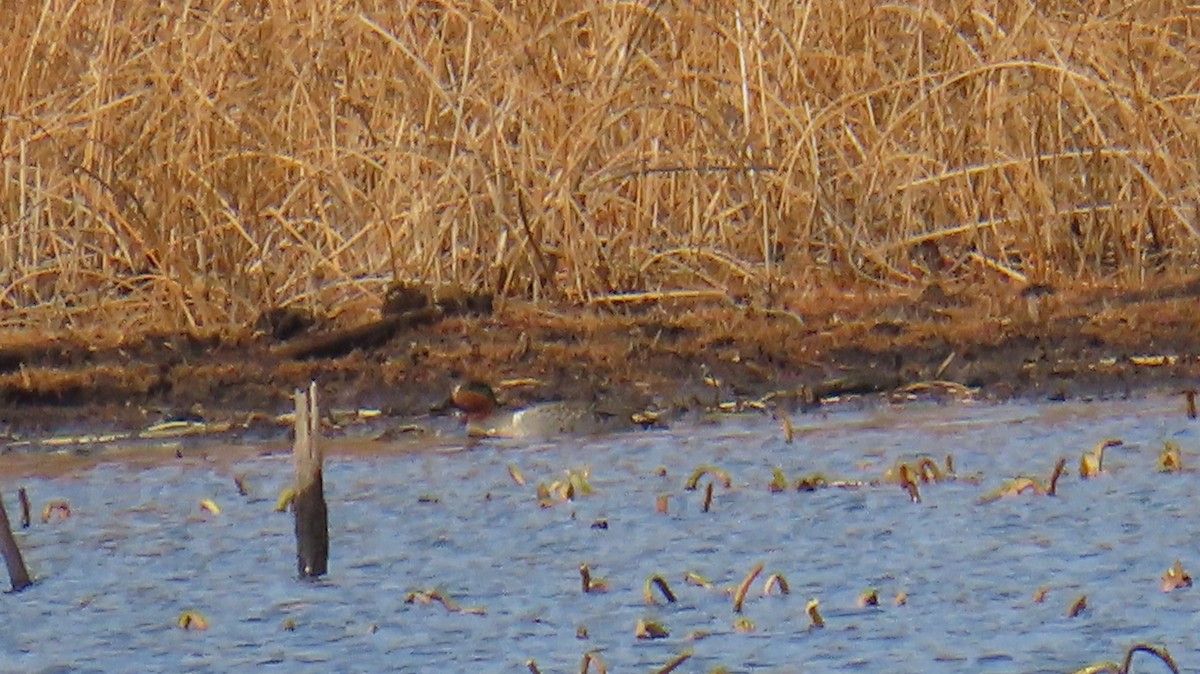 Green-winged Teal - ML626796780