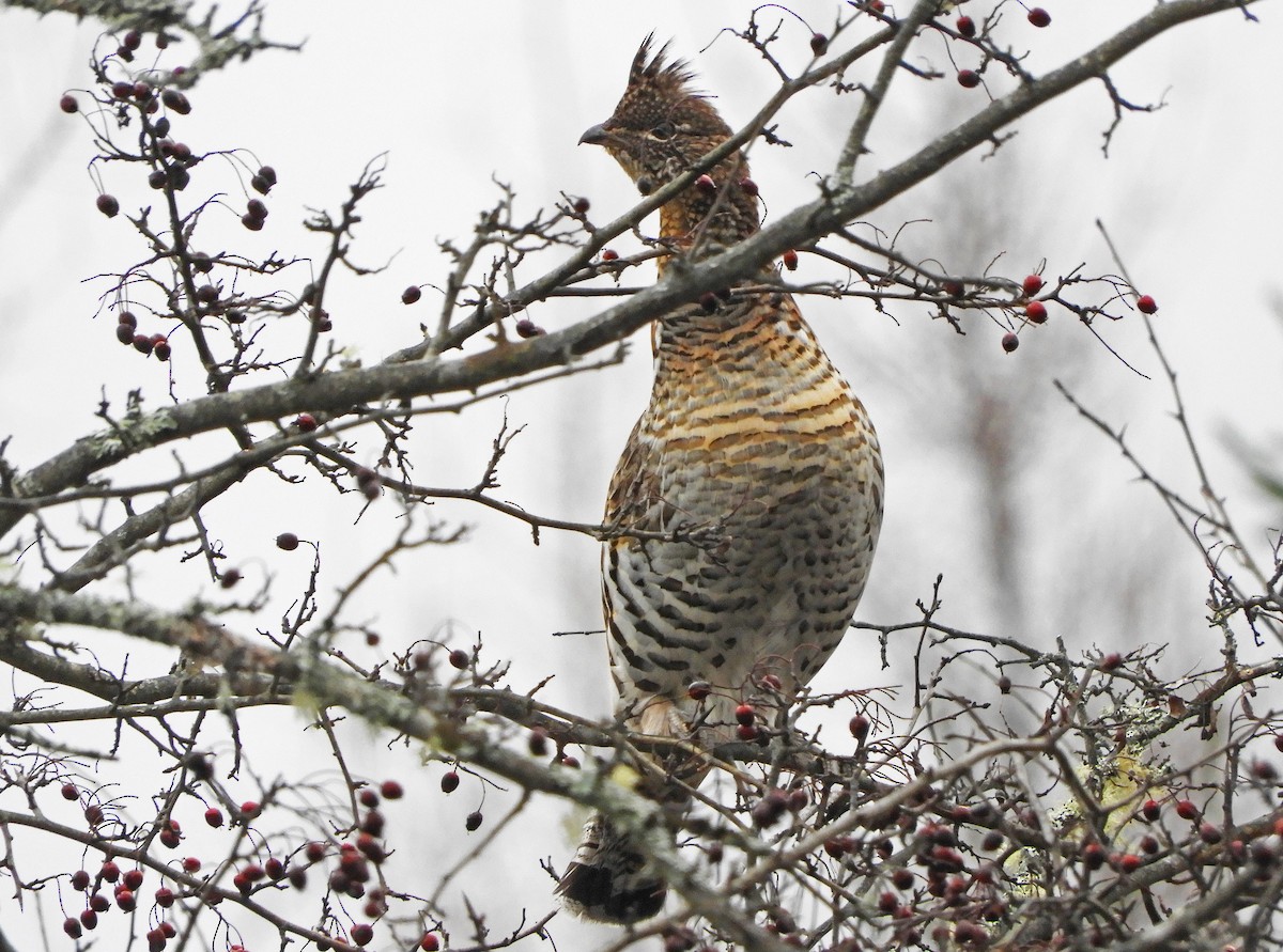 Ruffed Grouse - ML626796781