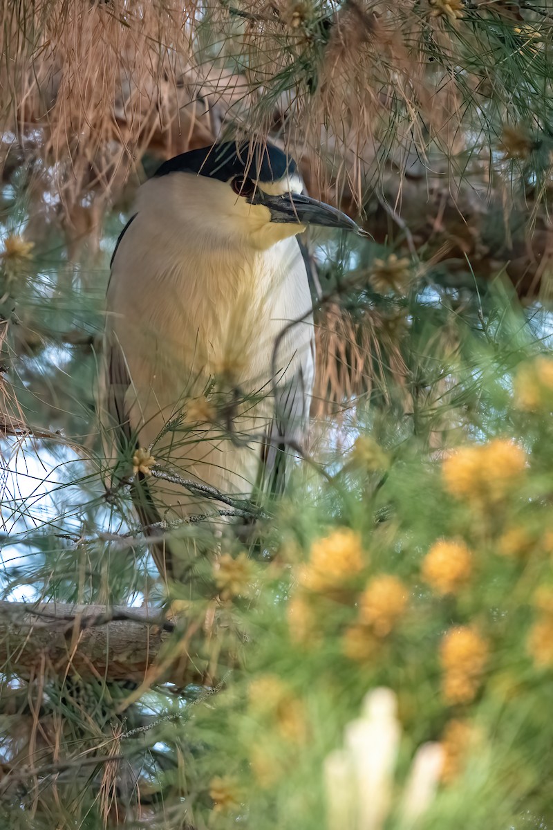 Black-crowned Night Heron - ML626796787