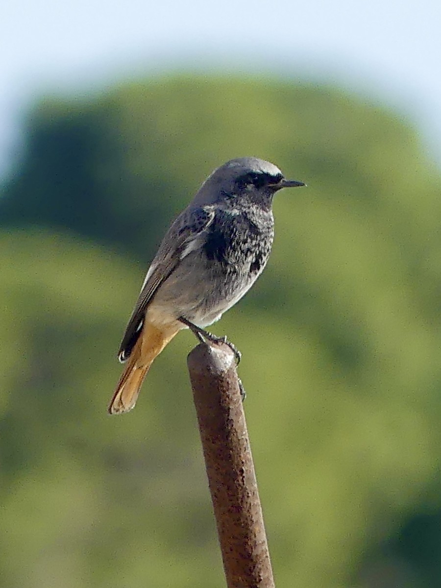 Black Redstart - ML626796788