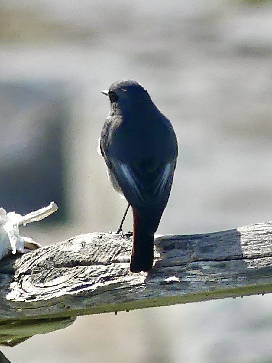 Black Redstart - ML626796789