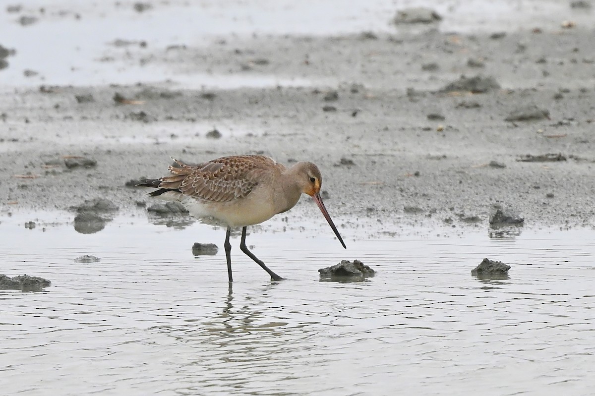 Hudsonian Godwit - ML626796875