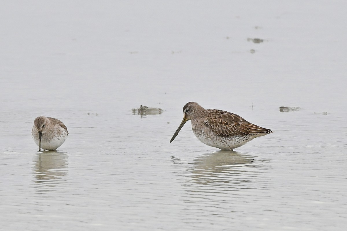 Long-billed Dowitcher - ML626796878