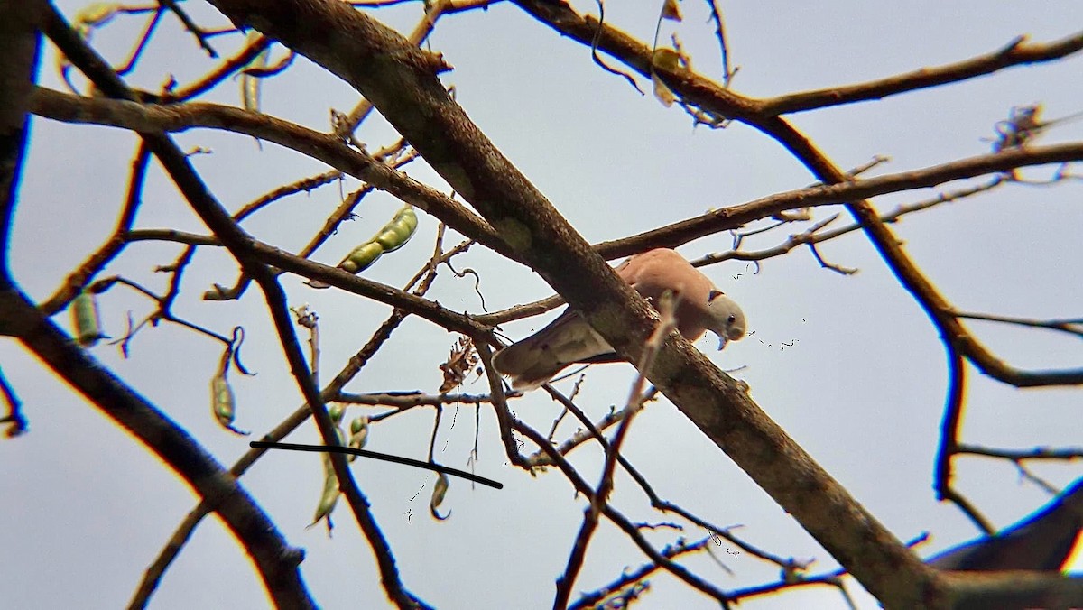 Red Collared-Dove - ML626796905