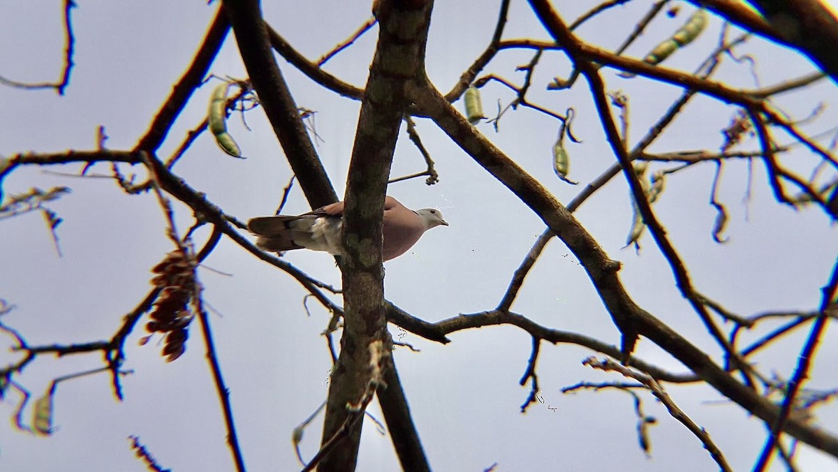Red Collared-Dove - ML626796906