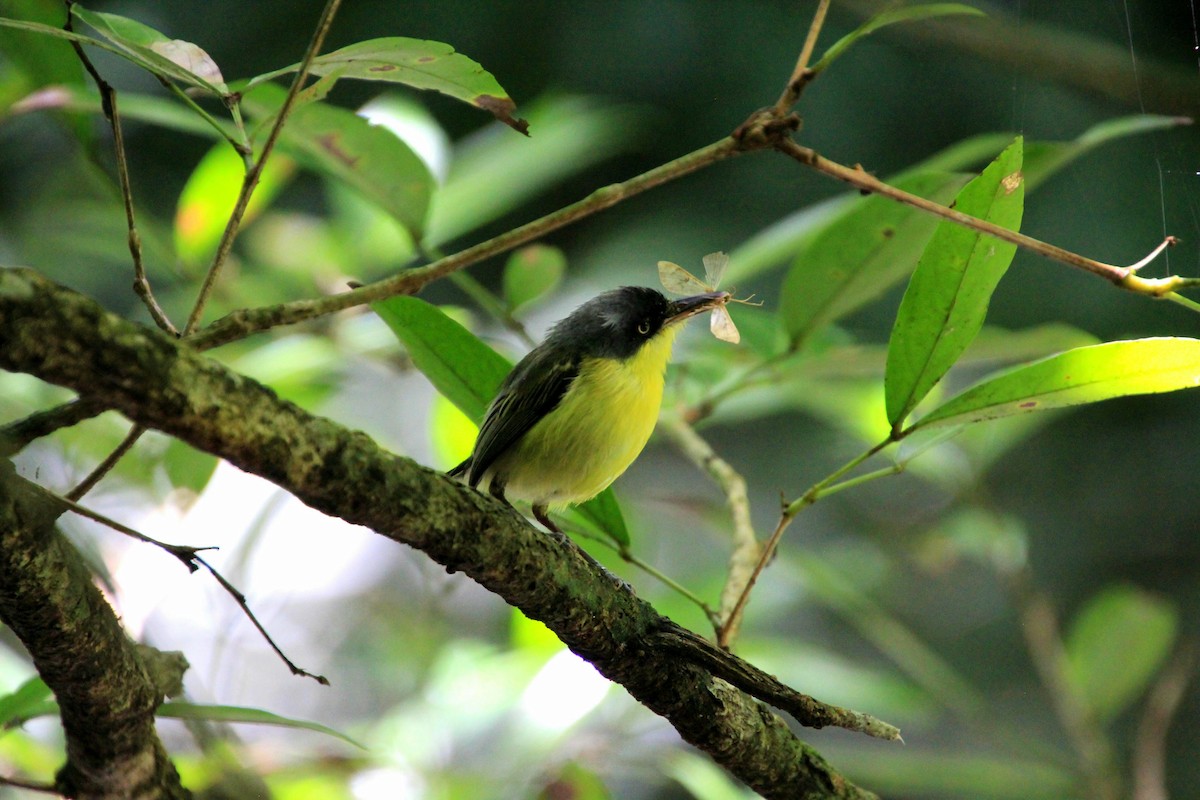 Common Tody-Flycatcher - ML626796931