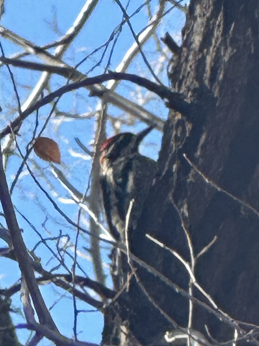 eBird Checklist - 27 Nov 2024 - Horsethief Canyon SWA - 14 species