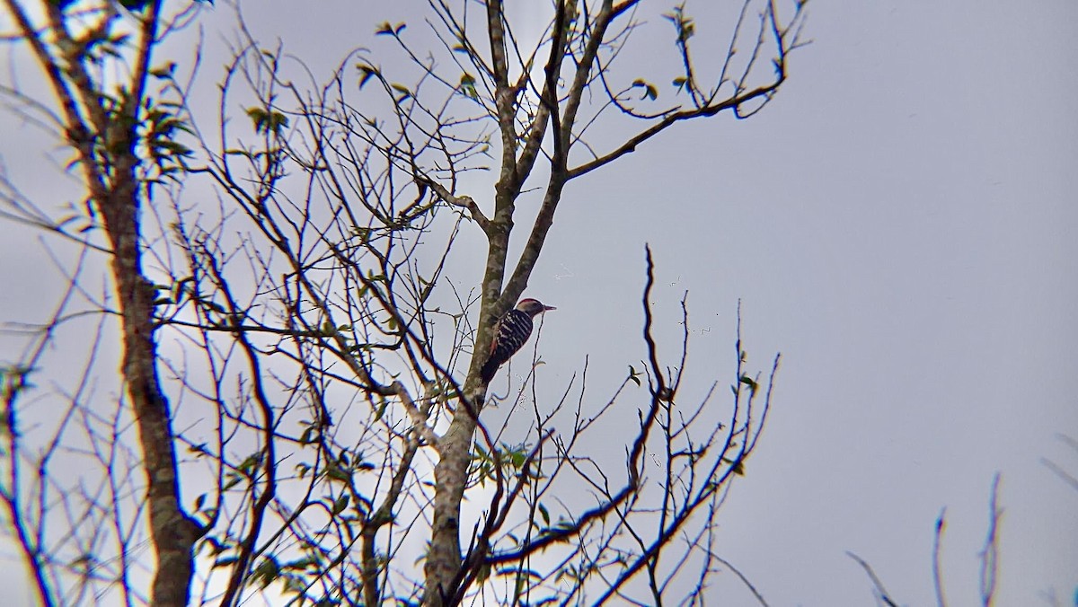 Fulvous-breasted Woodpecker - ML626797197