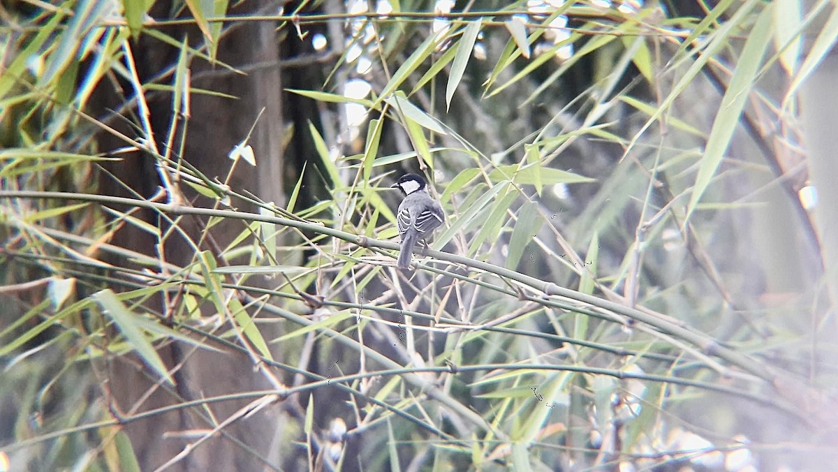 Asian Tit (Cinereous) - ML626797204