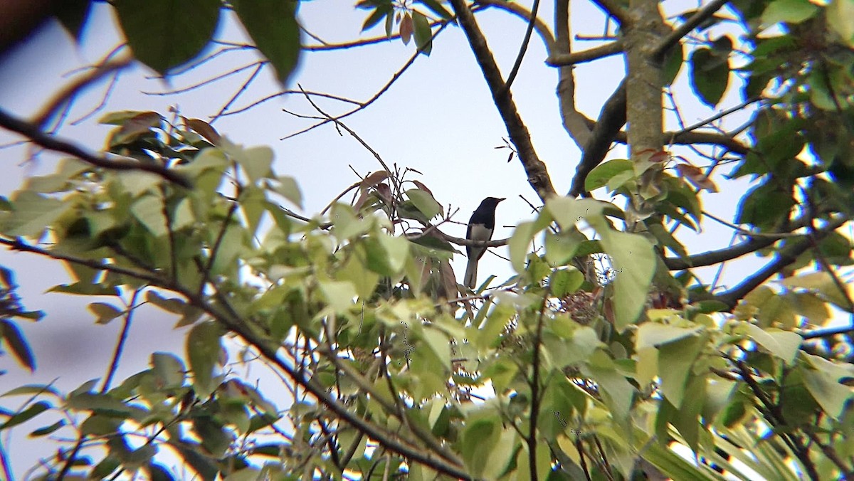 Oriental Magpie-Robin - ML626797210