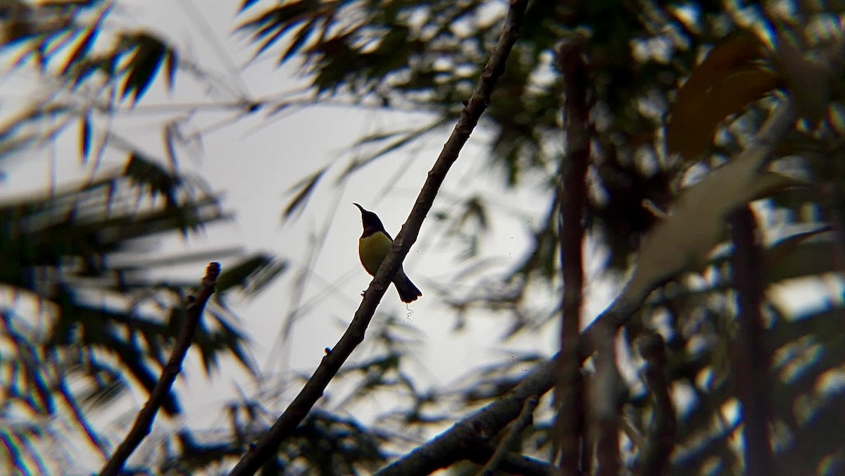 Purple-rumped Sunbird - ML626797214