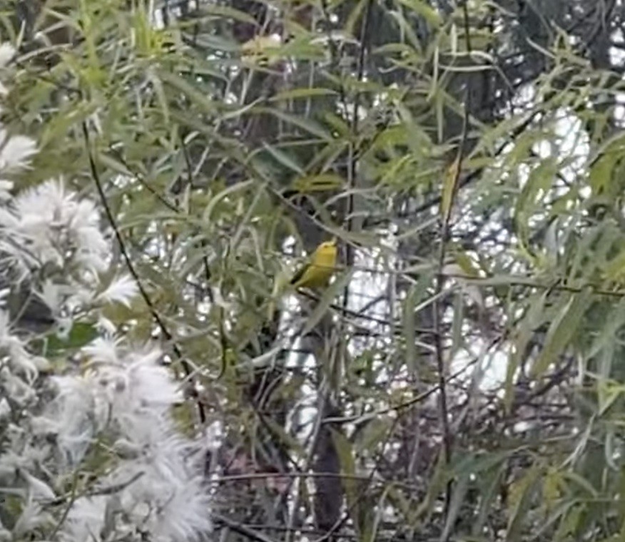 Wilson's Warbler - ML626797424