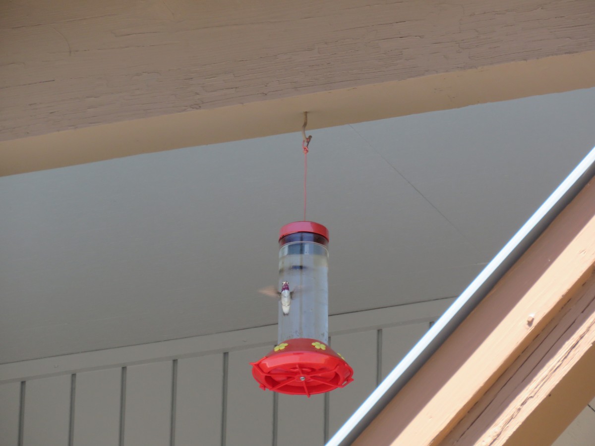 Calliope Hummingbird - ML62679781