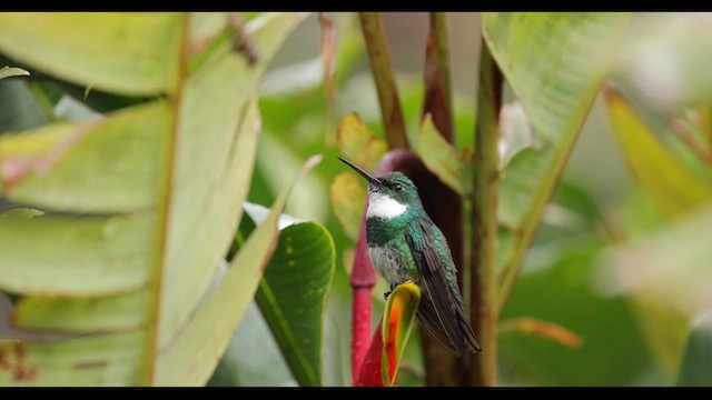 White-throated Hummingbird - ML626797878