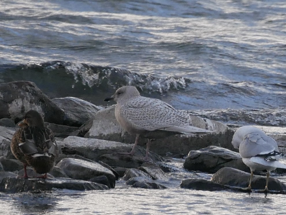 Iceland Gull - ML626797945